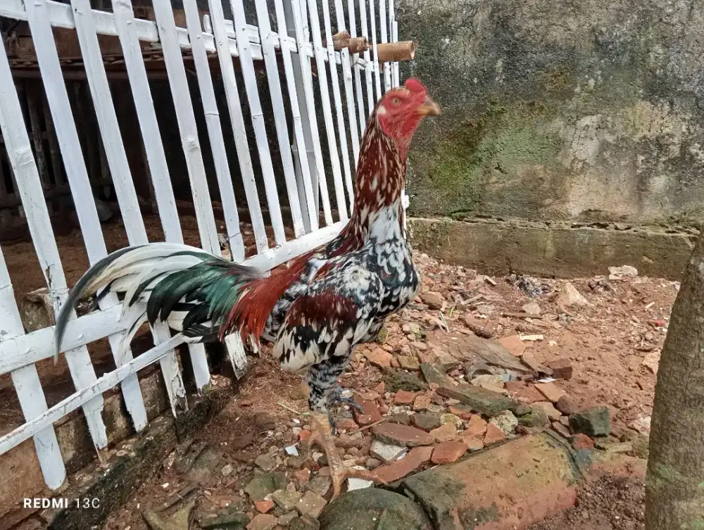 Ayam bangkok jantan blorok madu