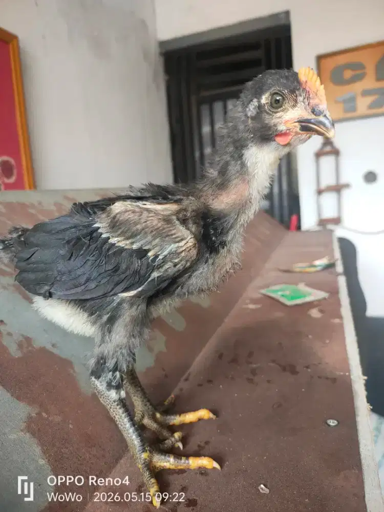 Ayam Pelung khas Jawa Barat