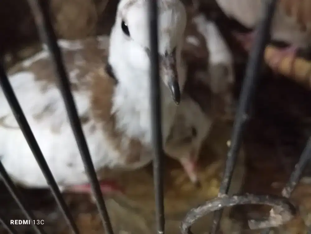 Burung puter blorok sepasang