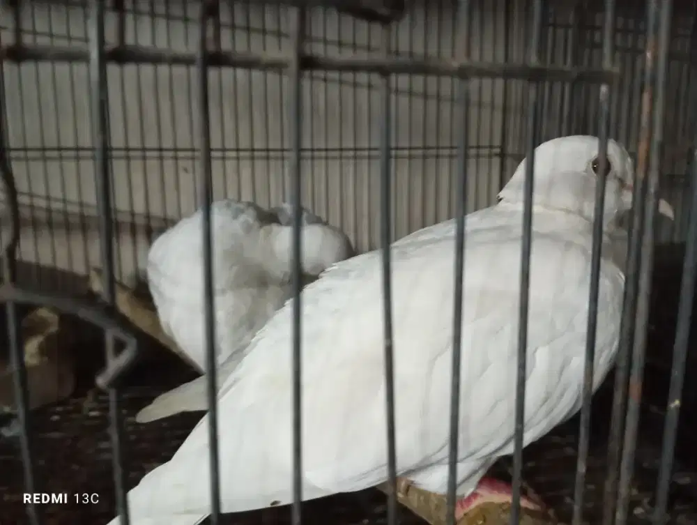 Burung puter albino sepasang