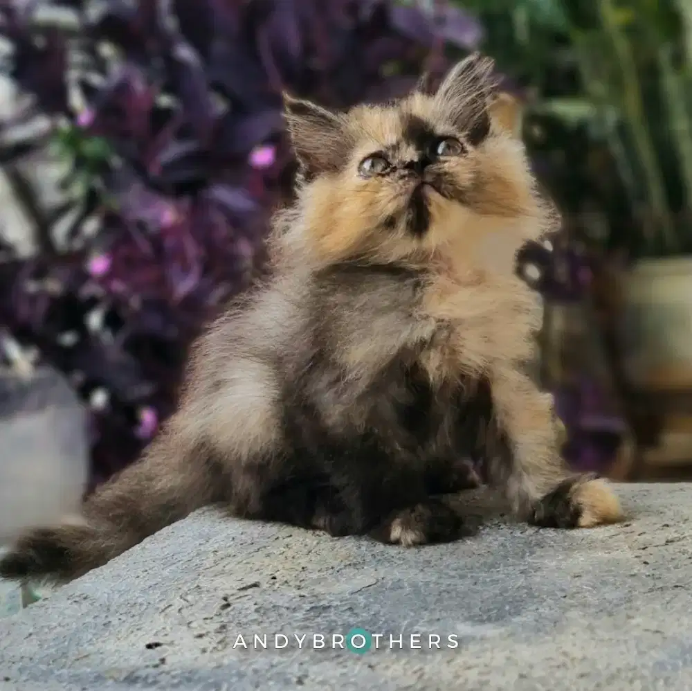 LEPAS ADOPSI Kucing Kitten Persia Flatnose x Peaknose Longhair Tortie