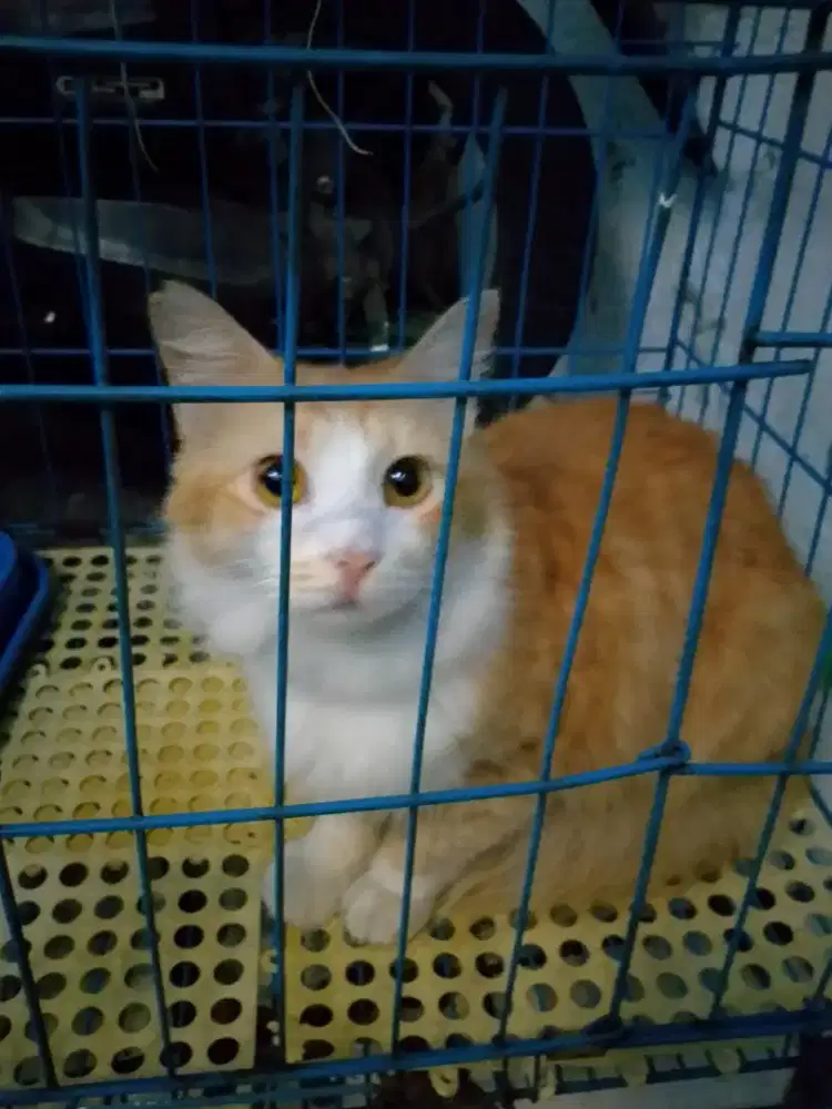Di jual kucing Persia dewasa