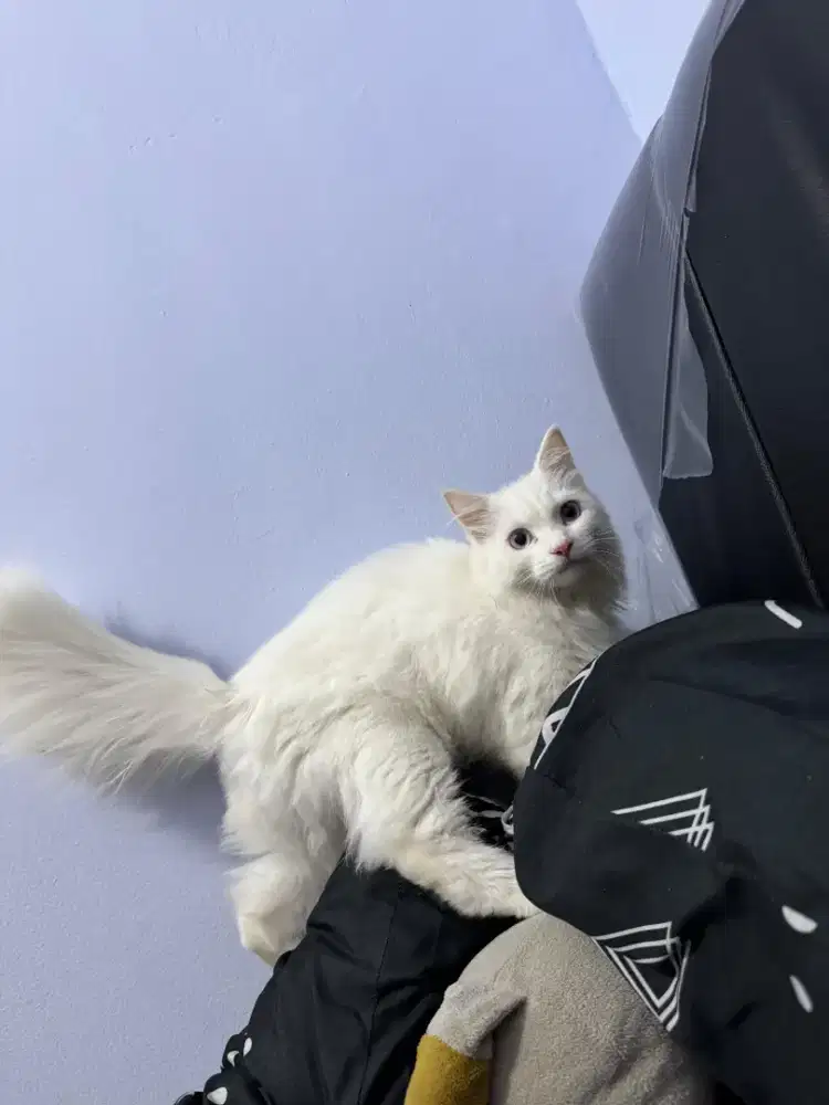 Pengen oper adopsi si mpus