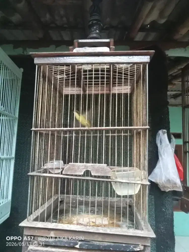 Burung kebon kecil