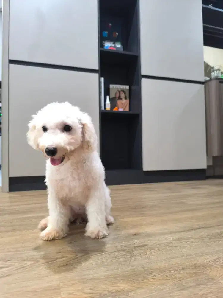 red toy poodle dan white toy poodle