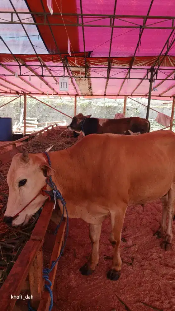 Sapi outlet sadulur