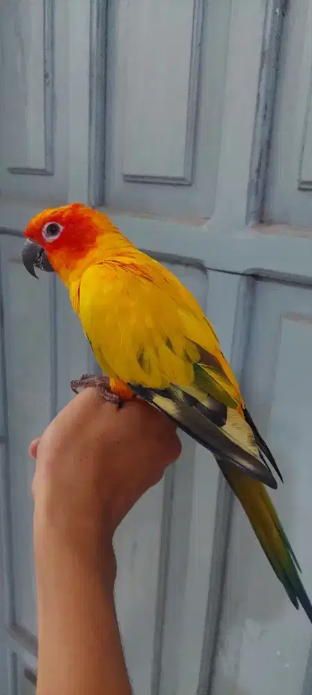 Sunconure hy jinak total