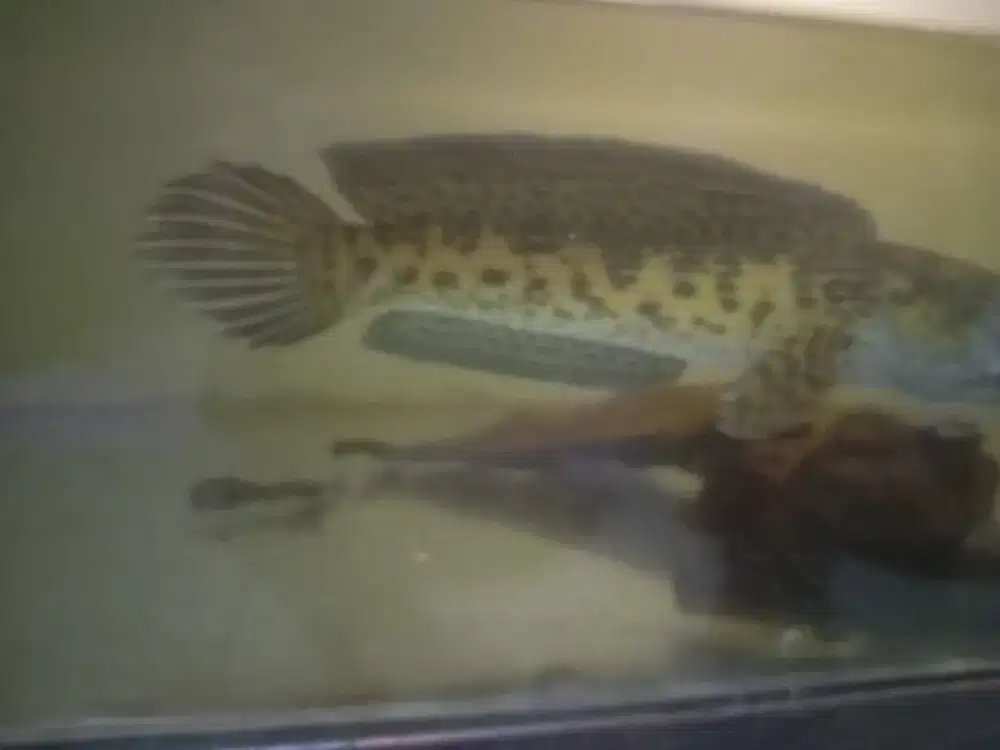 Ikan Auranti CB