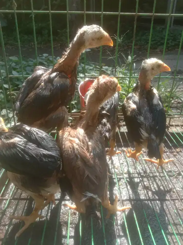 Anak ayam pakhoy super jos brakot2 Vidio ada murah satuan borongan ok