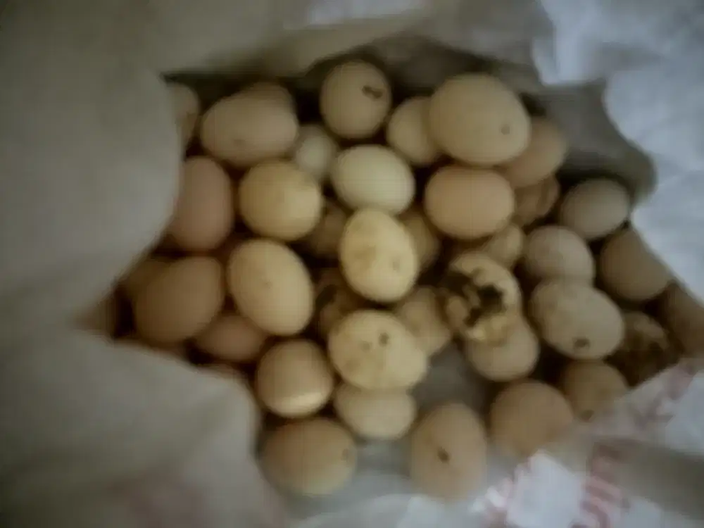 telur ayam kampung fertil siap ditetaskan mesin atau indukan