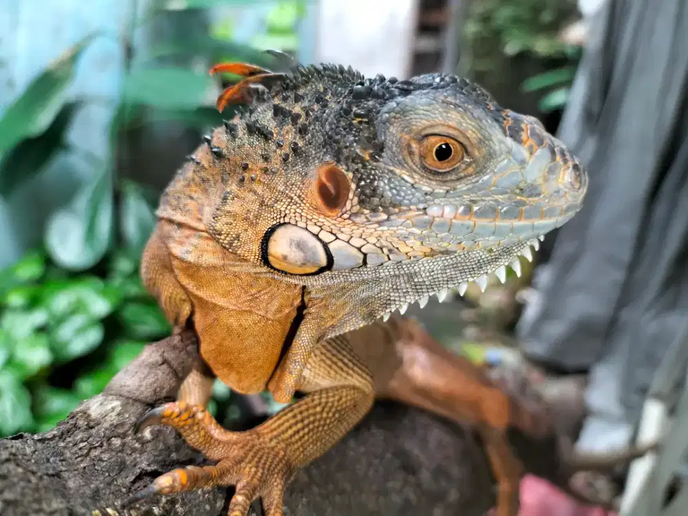 Iguana red n green 3 ekor 500