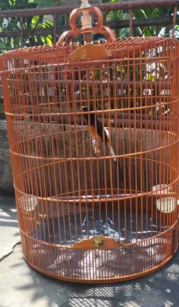 Burung muray hutan mapan gacor