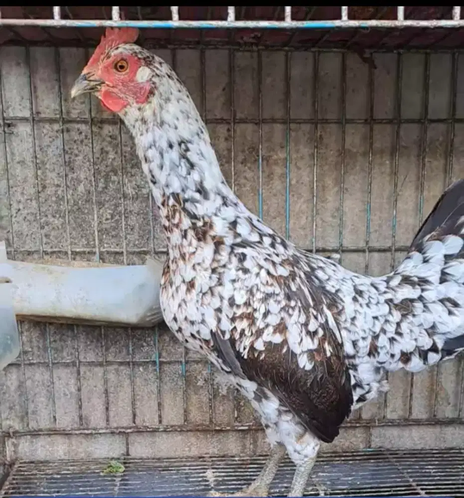 Ayam Ketawa Betina Durasi Sambung