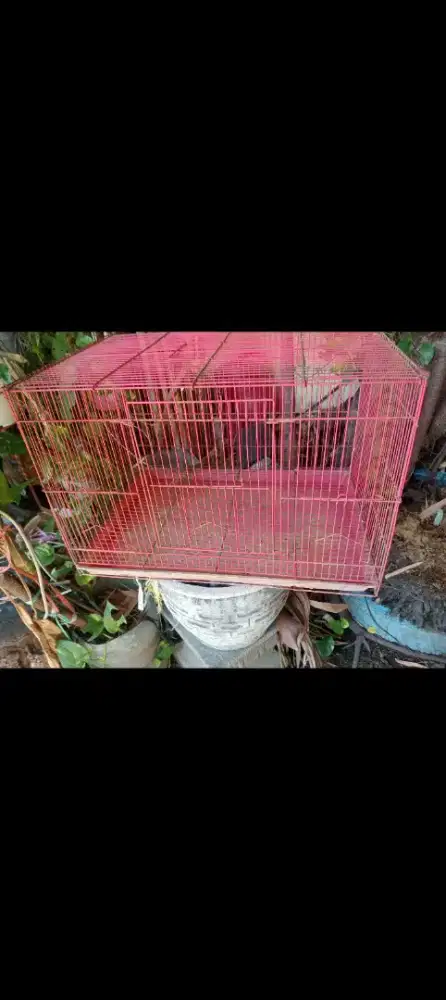 Kandang pok2 an untuk ternak kenari , dll