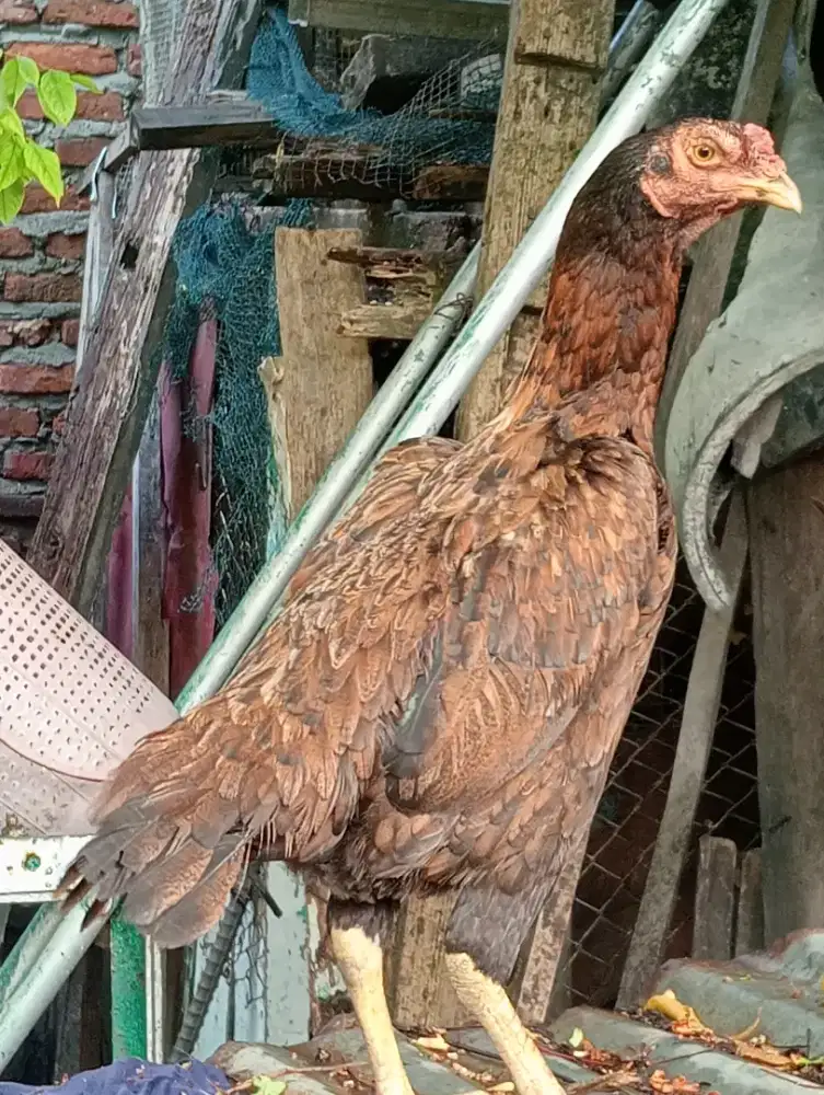 Ayam betina Bangkok sudah branak