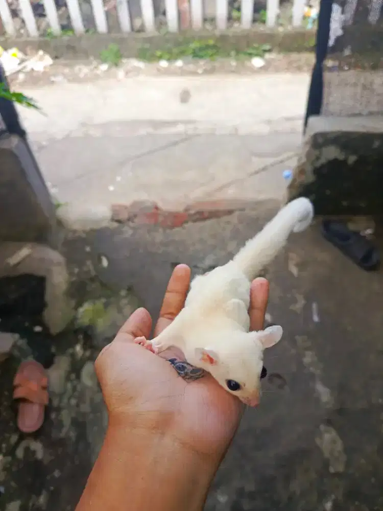 Sugar Glider Leucistik