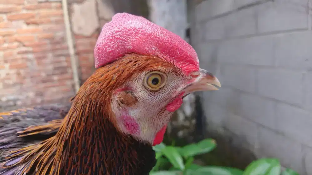 Ayam Bekisar Muda