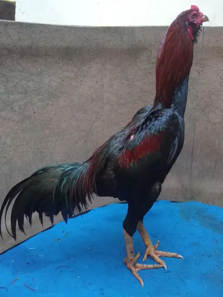 Ayam Bangkok murni brewok ukuran 5+