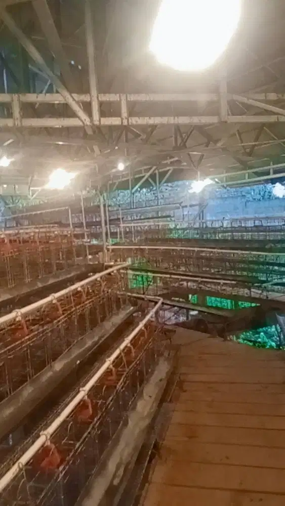 Di butuhkan ABK peternakan ayam petelur