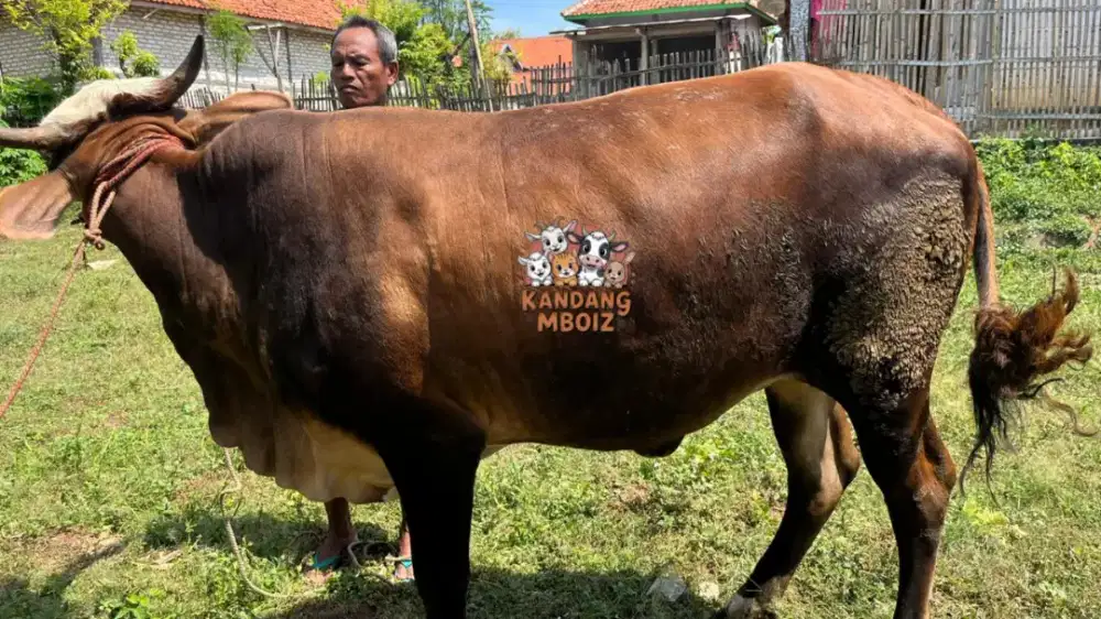 Sapi Qurban Bobot 500kg