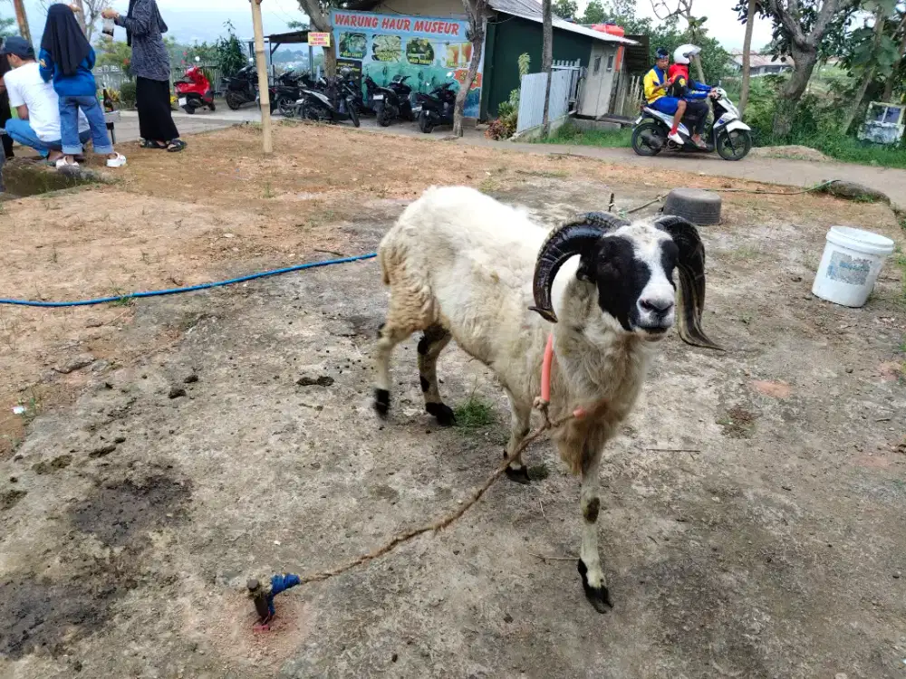 Domba Garut Qurban Bobot 60-70kg55