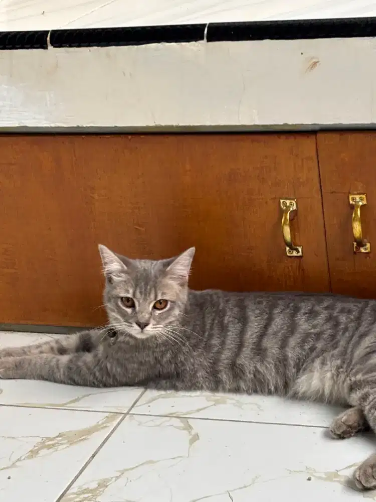 Kucing British Shorts Hair (BSH)