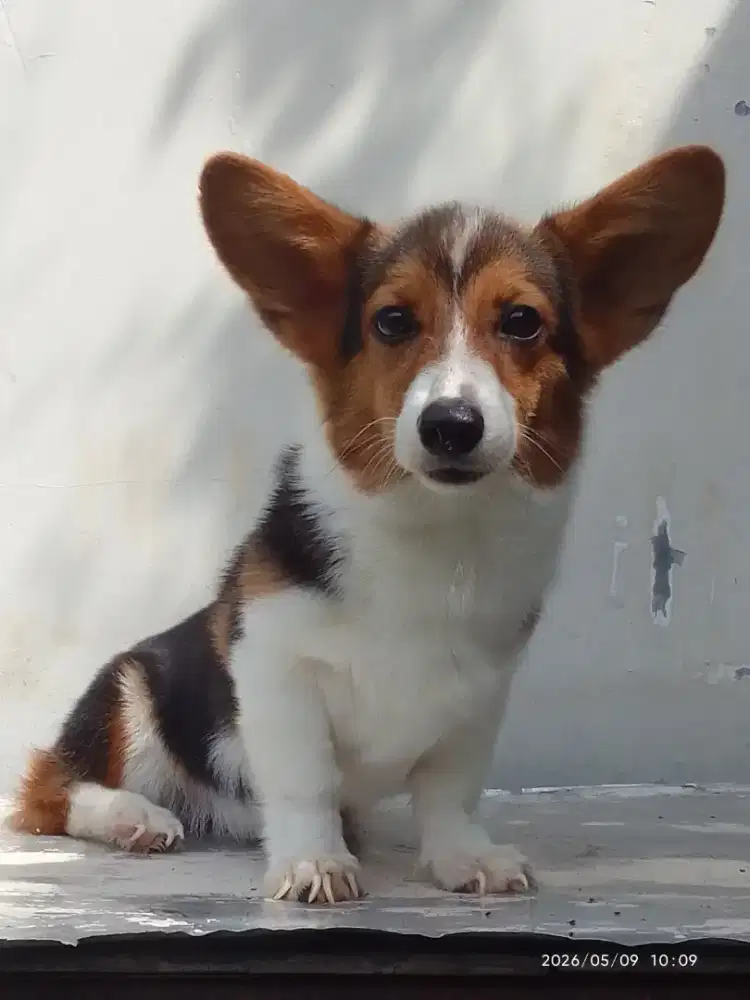 Pembroke welsh corgi