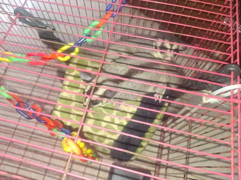 Sugar Glider 1 pasang