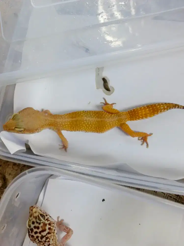 Jual Gecko Murahh Data Lengkap