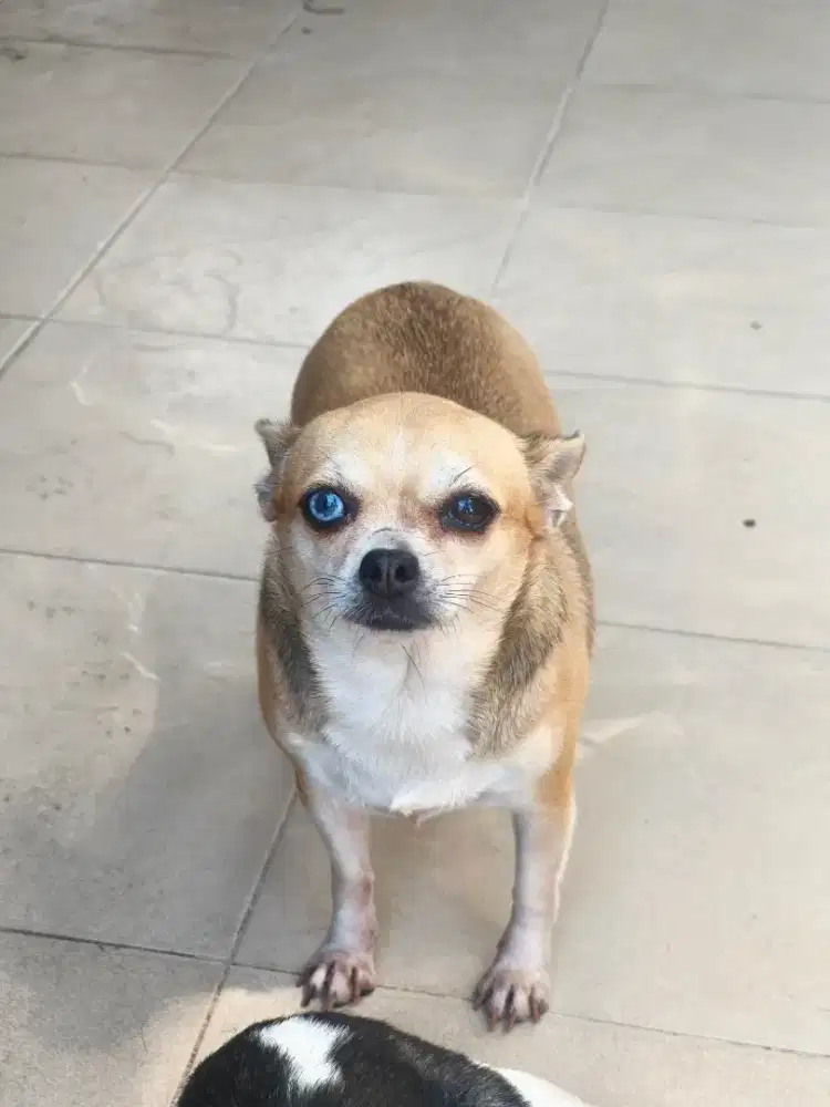 Chihuahua betina
