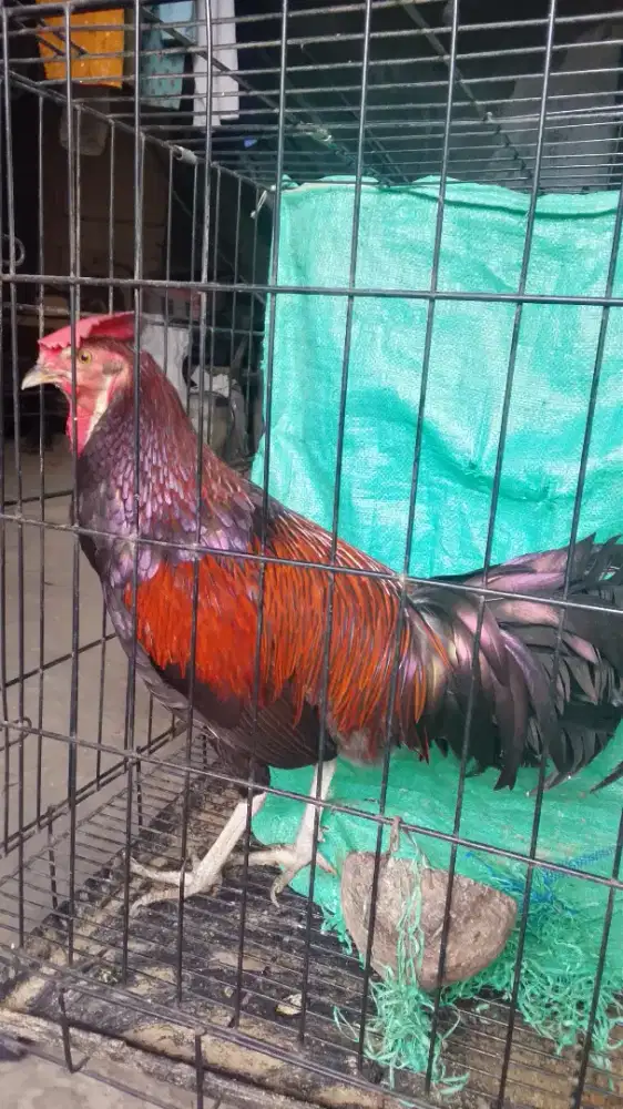 Ayam bekisar merah