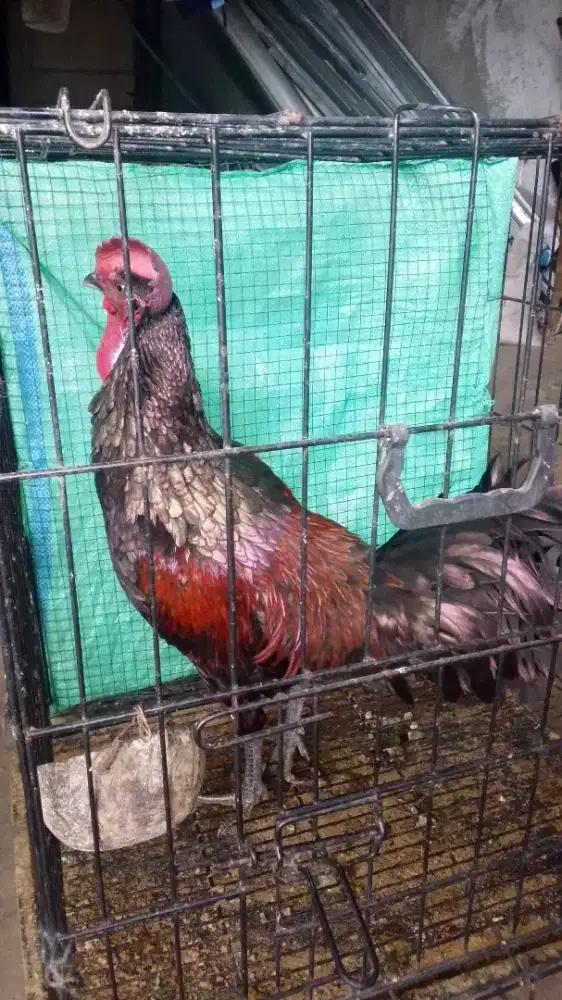 Ayam bekisar merah cemani