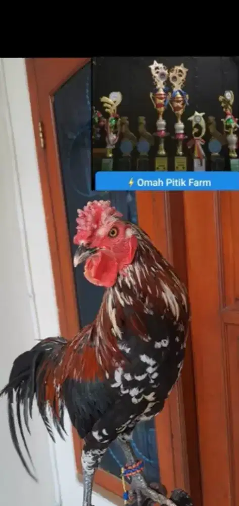 AYAM KETAWA JANTAN SUDAH KOKOK