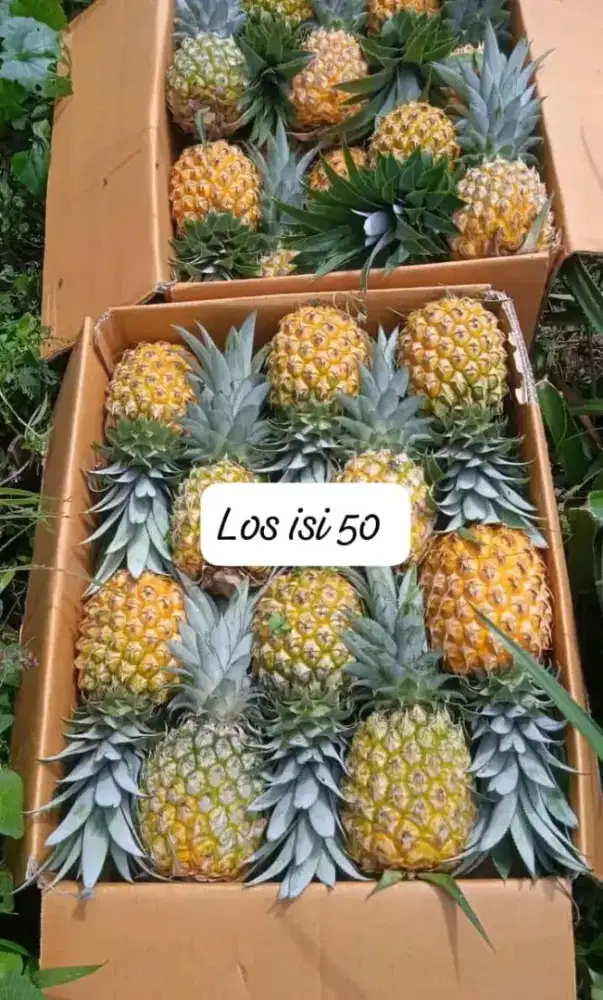 NANAS MADU ASLI PEMALANG
