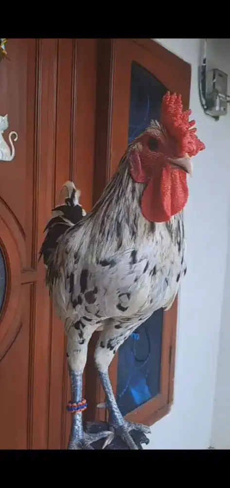 AYAM KETAWA TYPE SLOW TRAH KONTES KWALITAS