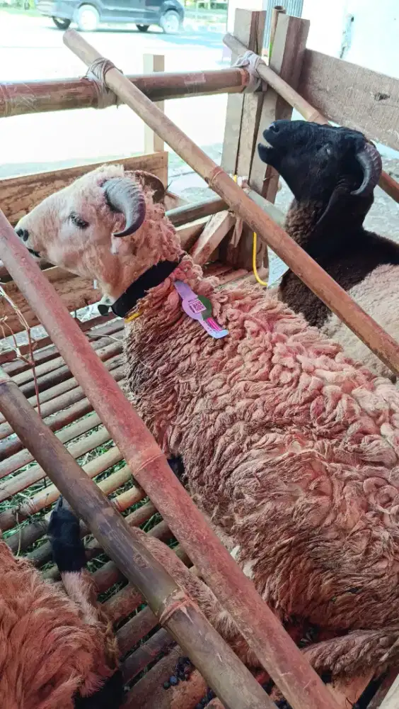 JUAL DOMBA SAPI RANCASARI BANDUNG