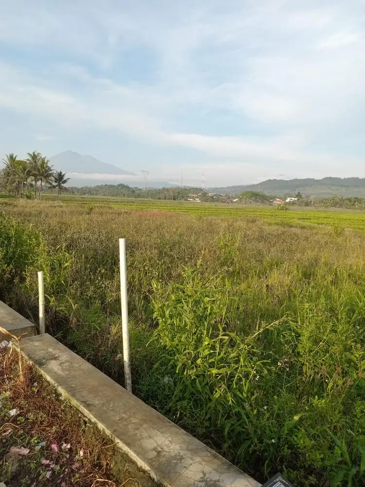 Sawah 3950m, bisa di olah atau dibuat perumahan. Harga nego sampe jadi
