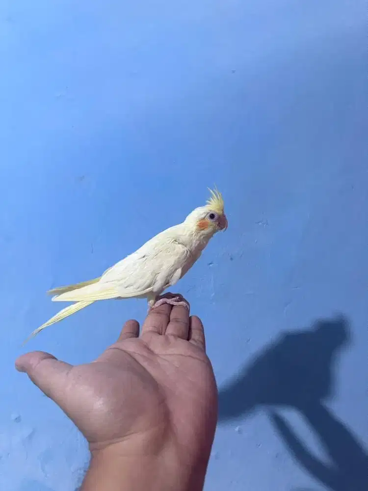 Falk cockatiel parkit australia not sunconure