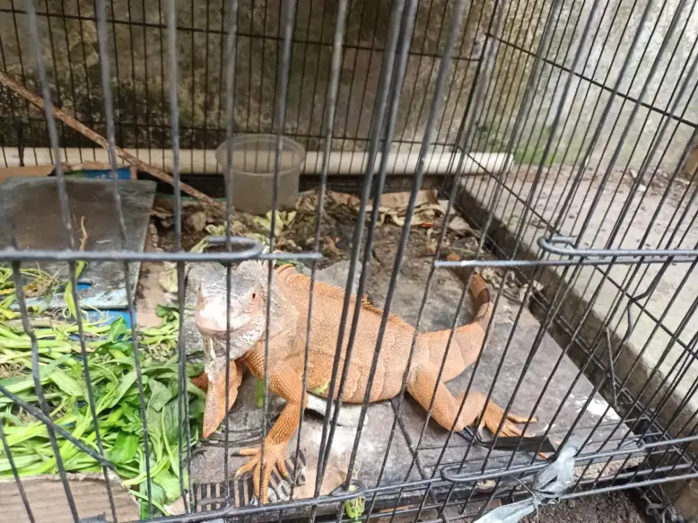 Iguana dijual hewan