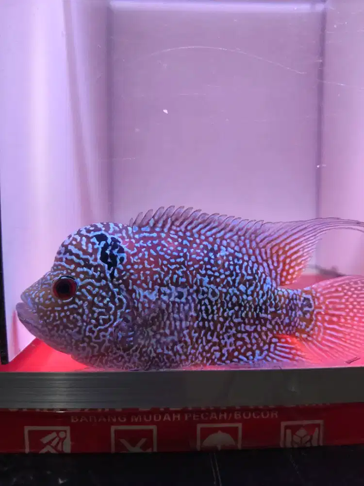 Ikan louhan kamfa f2