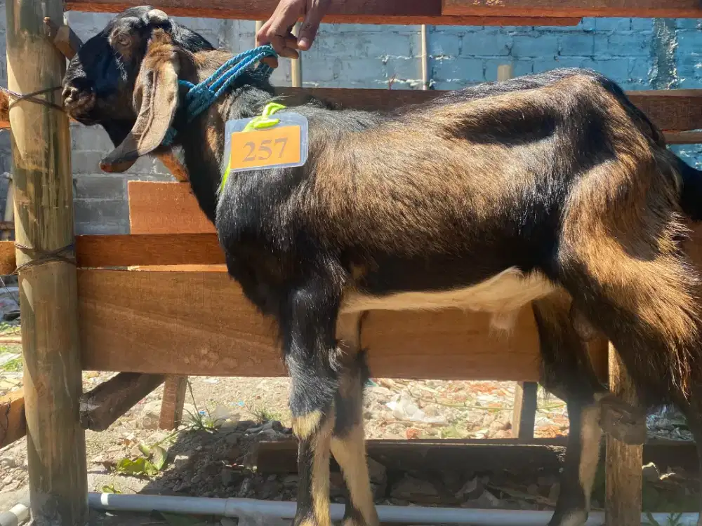 Kambing Kurban Surabaya Murah