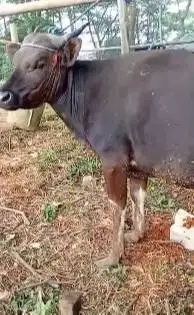 2 ekor sapi kupang 225 kiloan 2 tahunan siap kurban murmer ekonomisan