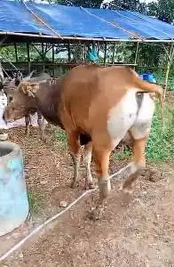 2 ekor sapi kupang 225 kiloan 2 tahunan siap kurban murmer ekonomisan