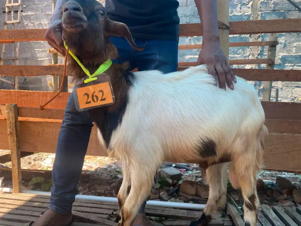 Kambing Murah Surabaya Gratis Jagal