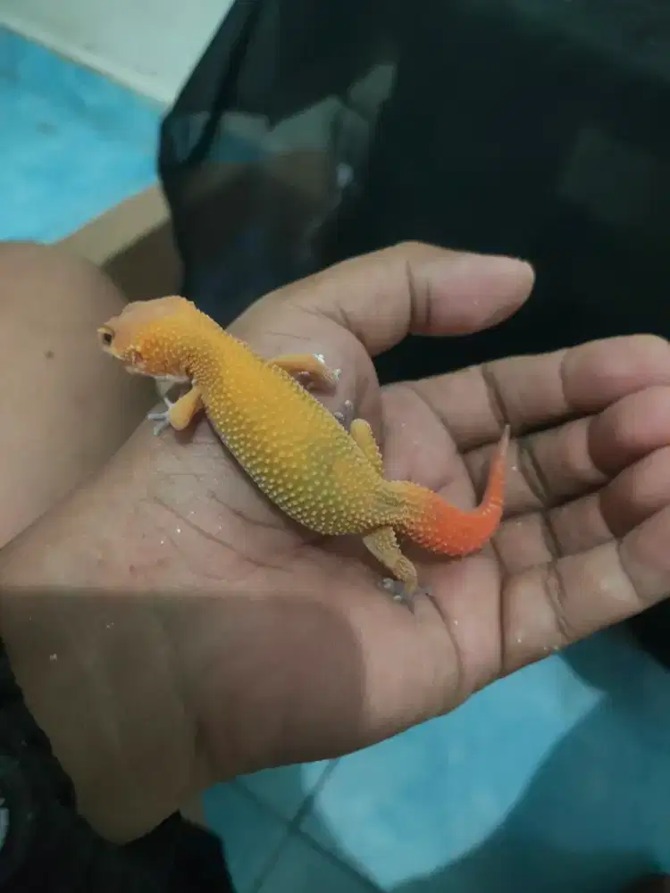 Gecko Sun Glow, Carrot Tail