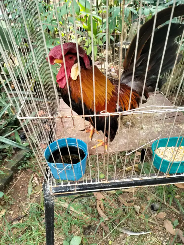 Burung puter dan ayam kate