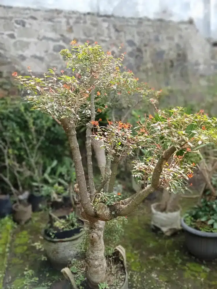 Tanaman bonsai pusaka