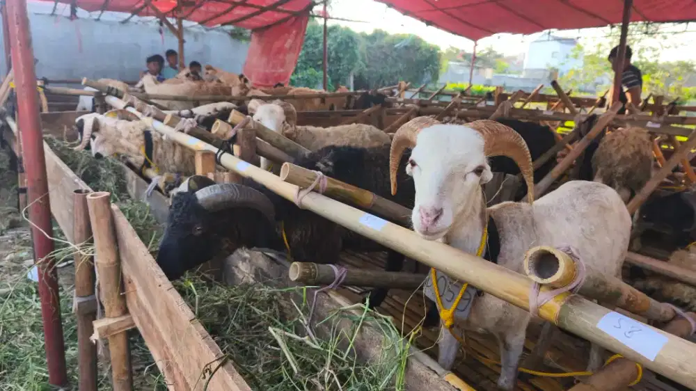 Domba Qurban Diskon