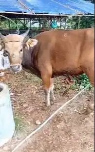 2 ekor sapi kupang 225kilo siap sapi qurban murmer ekonomisan rawatan