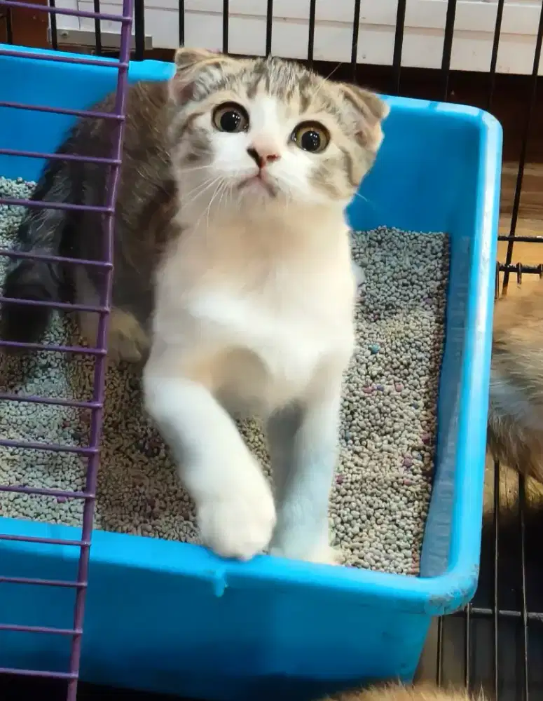 Kucing Scottis Fold SF